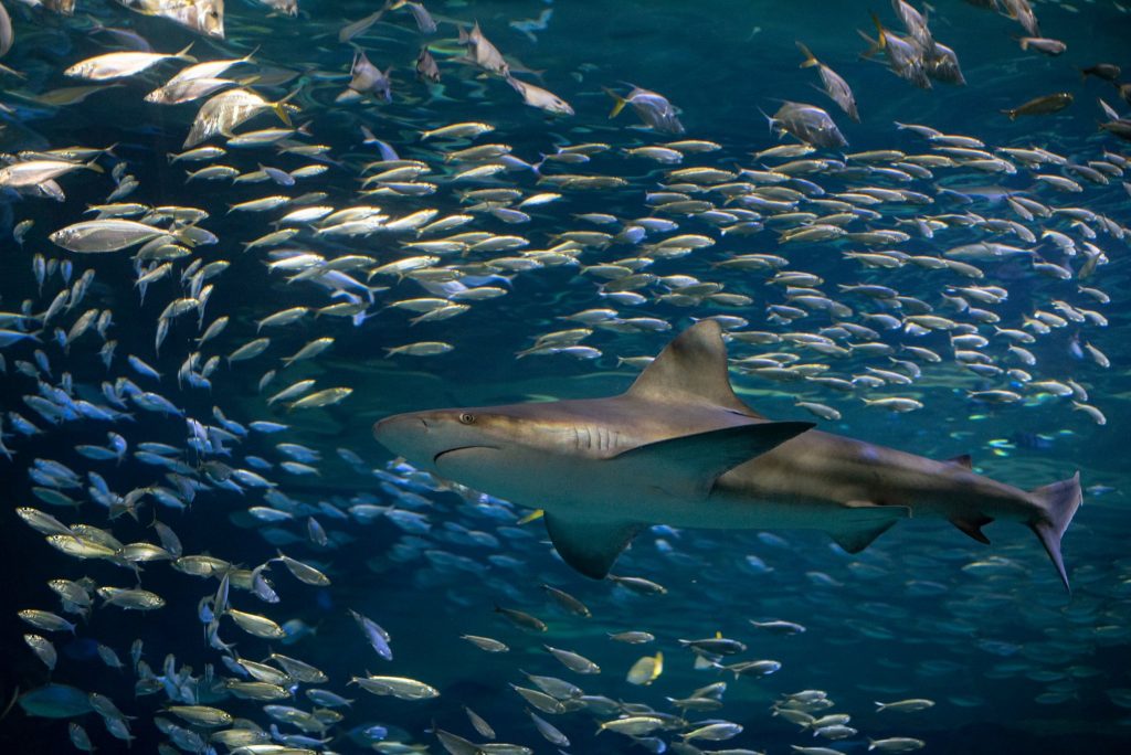 Celebrate Shark Week At The St. Louis Aquarium At Union Station 